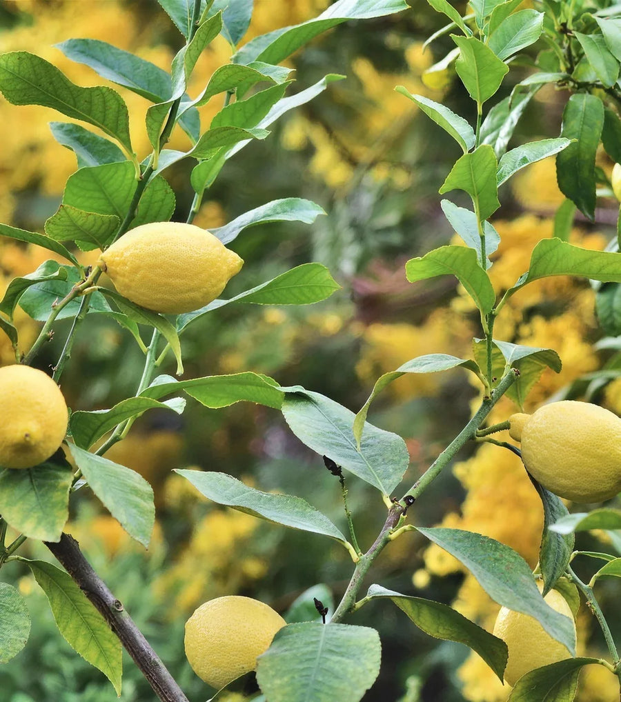 Lemon fruit extract